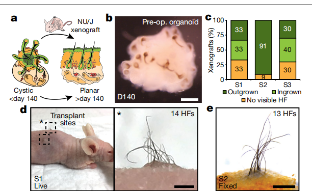 Nature：Hair-bearing human skin generated entirely from pluripotent stem cells含人毛的皮肤完全由多能干细胞产生