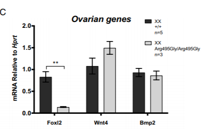 PNAS：Testis formation in XX individuals resulting from novel pathogenic variants in Wilms’ tumor 1 (WT1) geneWT1基因的ZF4的变异导致拥有46，XX个体的睾丸发育