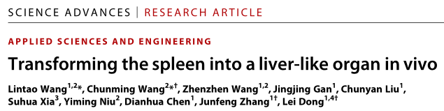 Science Advances：Transforming the spleen into a liver-like organ in vivo在体内将脾脏转化为肝样器官