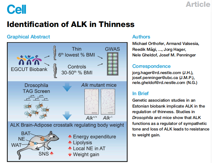 Cell：抑制ALK可以帮助机体抵抗肥胖