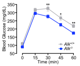 Cell：抑制ALK可以帮助机体抵抗肥胖