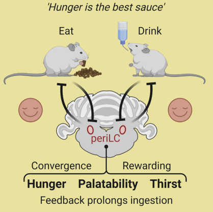 Cell：periLC神经元调控食物摄入和偏好
