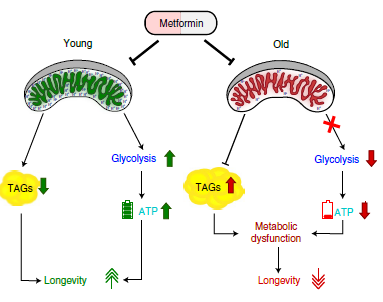Nature Metabolism：二甲双胍在生命晚期提供时会引起保守代谢途径发生有害变化导致生物体寿命缩短